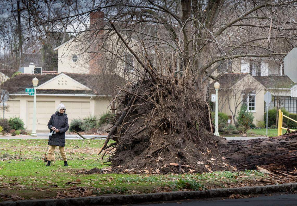 Land Park resident Rosalie Faith walks with her dog Bella Wednesday past a downed tree at William Land Park near 14th Avenue. “It’s really devastating to see this,” she said.
