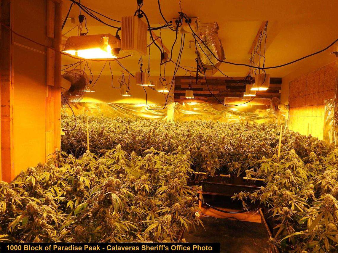 Investigators seized nearly 3,000 marijuana plants and more than 58 pounds of processed marijuana with an estimated value of over $3.4 million at four illegal outdoor and indoor cultivation sites on June 9 and June 11, 2021 in Calaveras County, California.