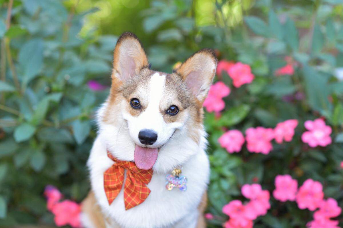The cutest dog contest launched in October, and Toast emerged as the winner through two rounds of voting. About a dozen dogs in and near the Sacramento area were entered.