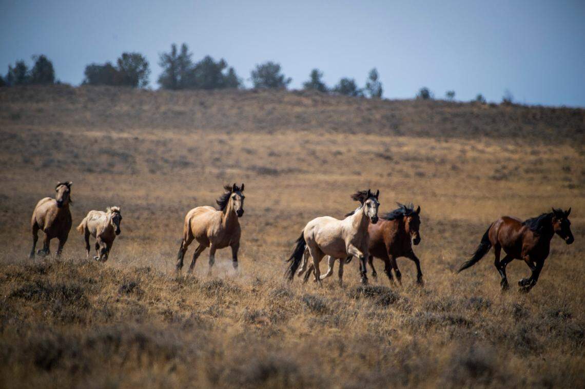 Wild horses run as they are herded up Thursday, Sept. 10, 2020, in Devil’s Garden in the Modoc National Forest.