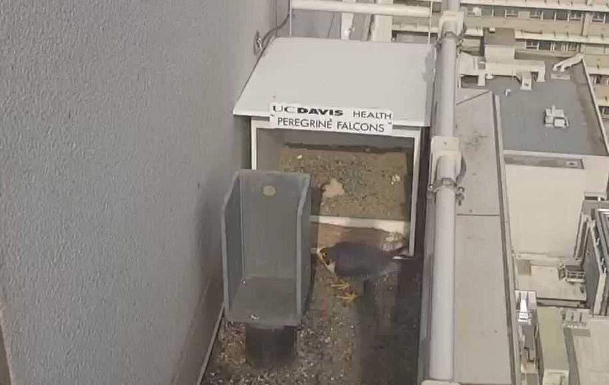 With its mother keeping watch, a peregrine falcon hatchling is seen sheltered atop the UC Davis Medical Center on Tuesday, April 26, 2022, after hatching. This is the fourth year in a row peregrine falcons have been livestreamed by the hospital.