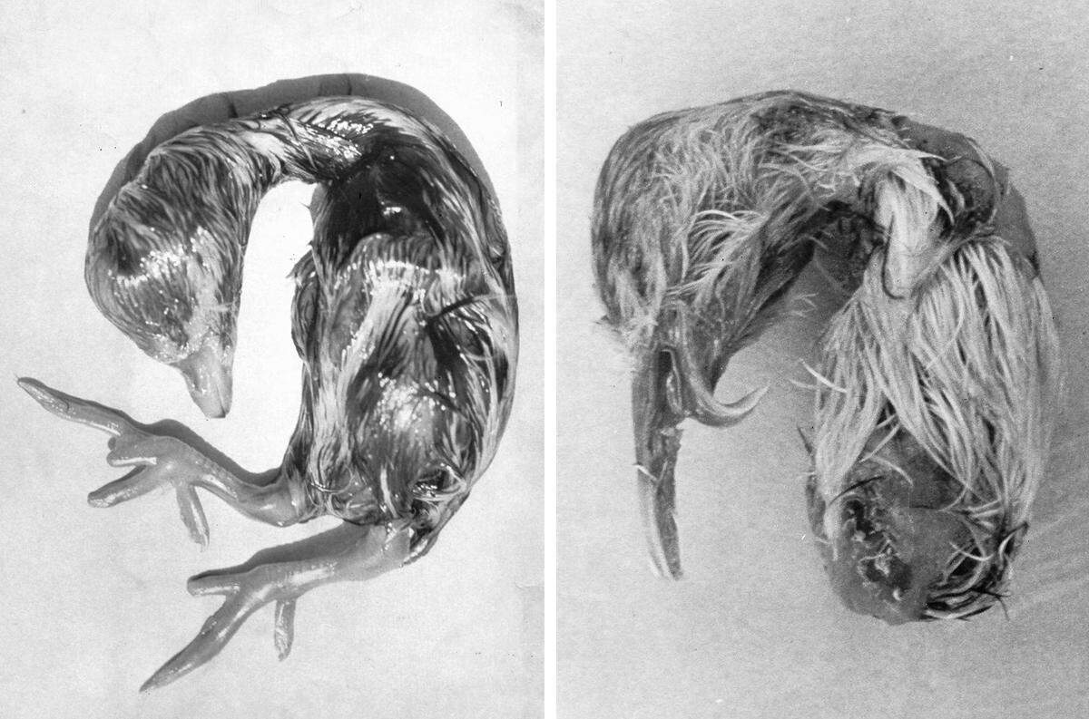 An eared grebe, left, was born with no eyes and a back-necked stilt, right, was born without eyes and a deformed bill at the Kesterson National WIldlife Refuge in 1984 and 1984. Hundreds of waterfowl were poisoned by irrigation water runoff that was tainted with salt and selenium, a result of improper soil drainage.