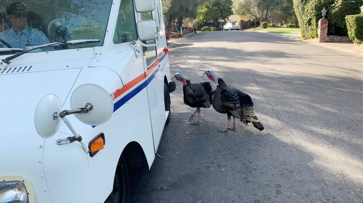 A pair of turkeys berate a postal worker as he prepares to drive his vehicle down a residential street in Arden Arcade in an image from a video taken in March.