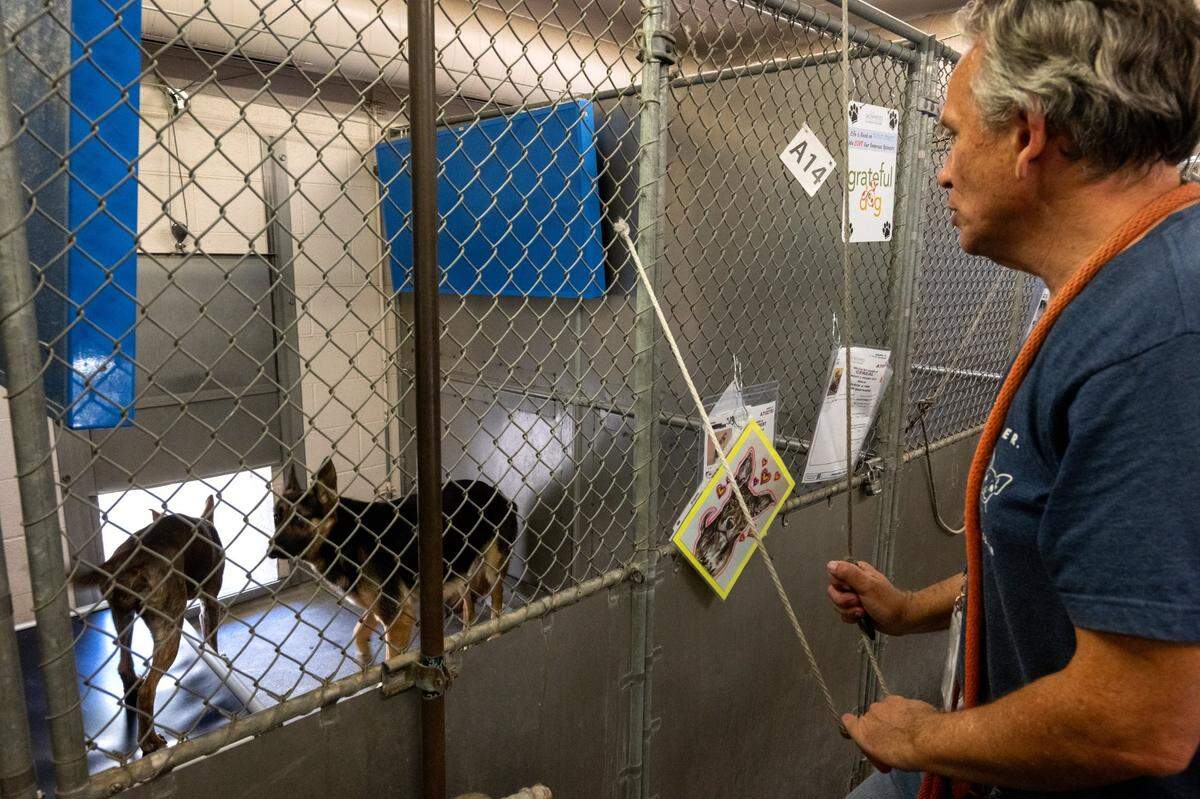 Volunteer Paul Hefner demonstrates how a kennel’s guillotine door works at the Front Street Animal Shelter in Sacramento earlier this month. The doors are antiquated and a safety issue for the animals and staff.