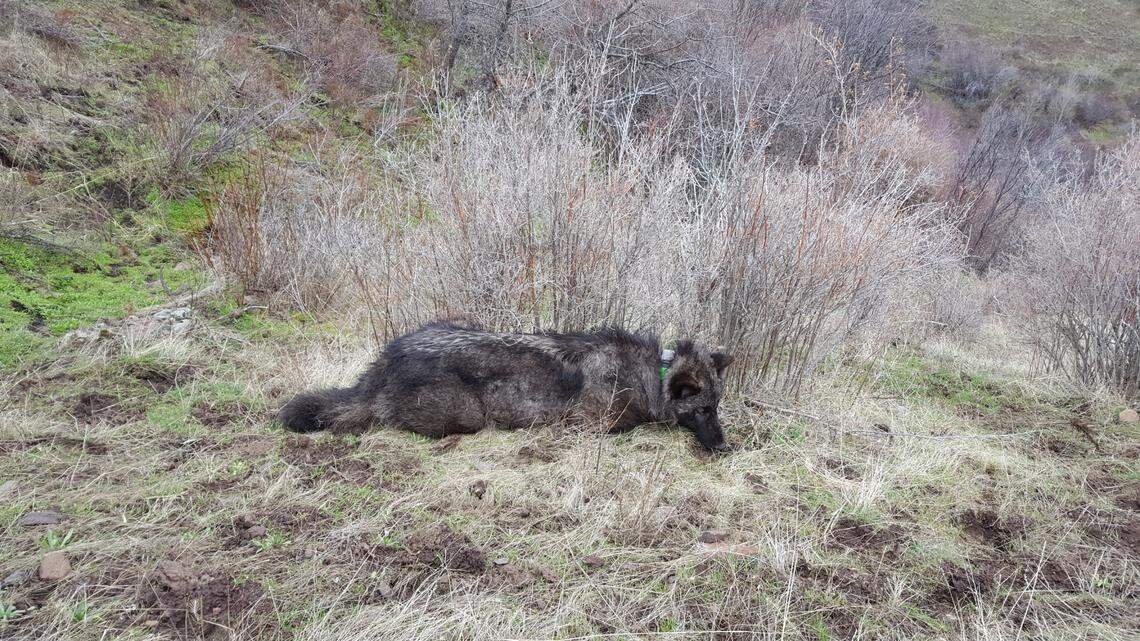 OR59, a wolf that was later shot and killed in Modoc County, was still waking up from being tranquilized when this photo was taken after biologists placed a GPS tracking collar around his neck on Feb. 9, 2018 in northeastern Oregon.
