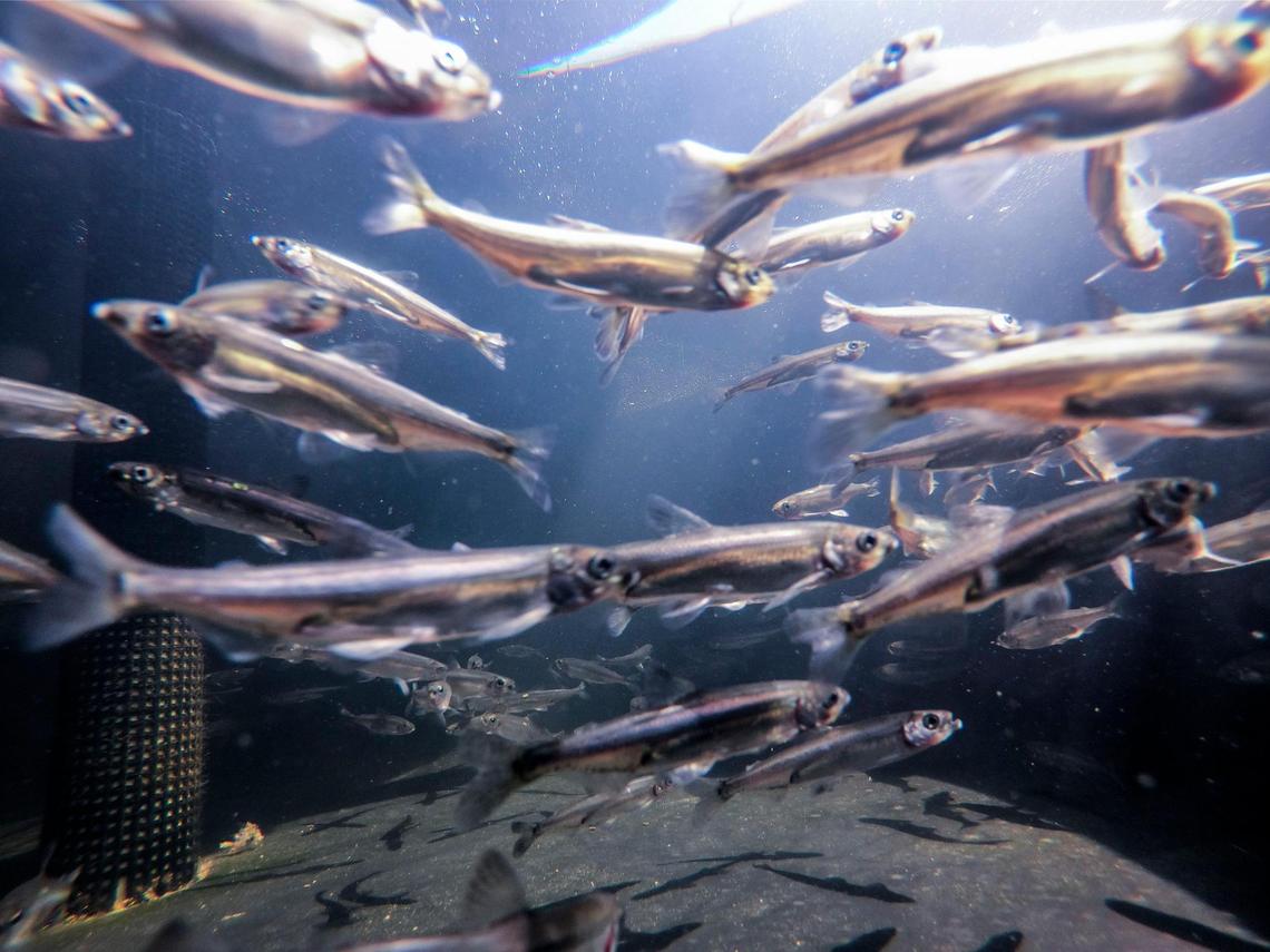 Delta smelt swim in a tank at the UC Davis Fish Conservation and Culture Lab on Tuesday, July 19, 2022, in Discovery Bay. 