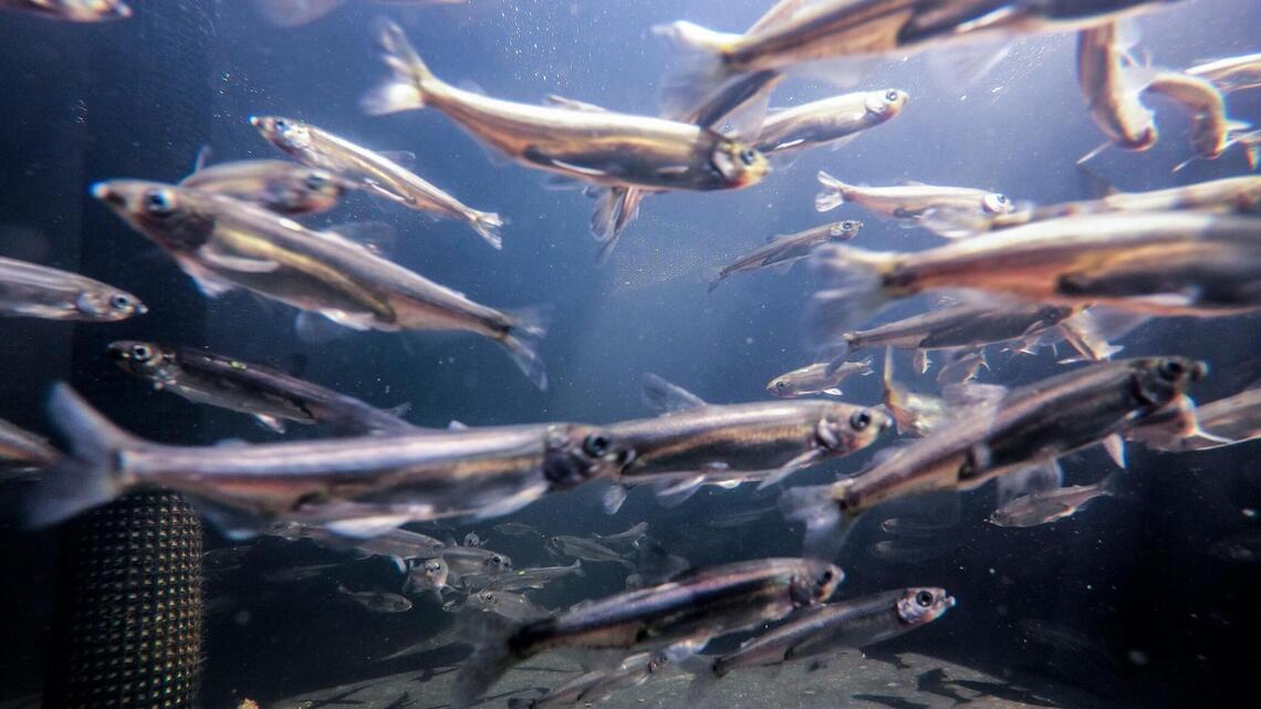 The Delta smelt, once abundant, is now nearly extinct due to habitat loss, pollution | Opinion