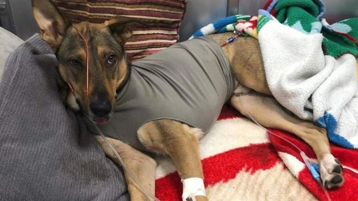 Two dogs playing with their owners on a South Lake Tahoe, California, parking garage accidentally fell five stories Friday, prompting a desperate rescue effort by city police. Comet, above, faces a long recovery. The other dog, Titan, died of his injuries.