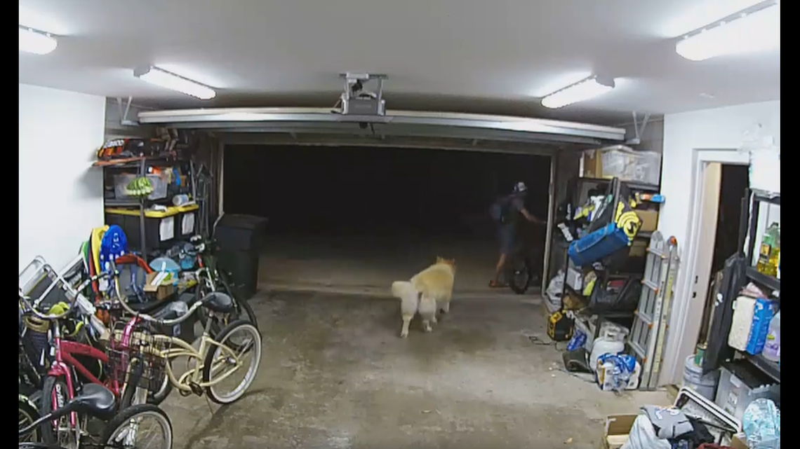 The dog stares off as the man walks away with a stolen bike.