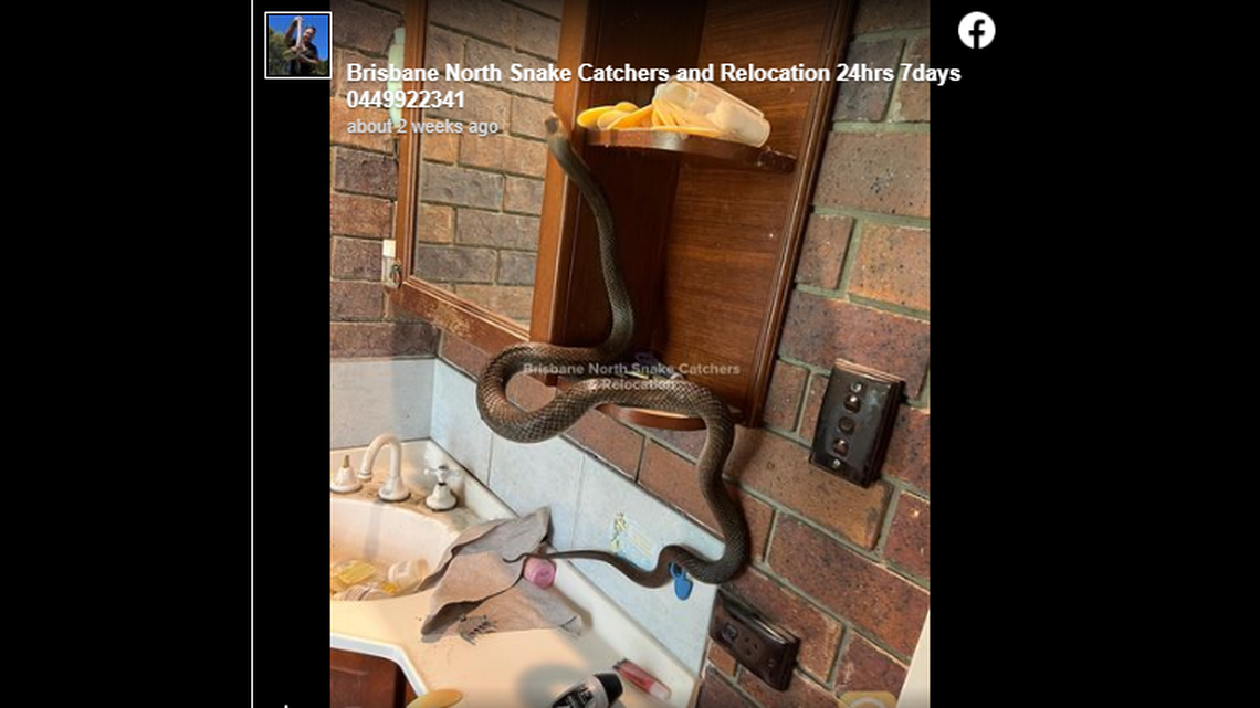 A large and extremely venomous eastern brown snake got stuck in an Australian woman’s bathroom and began pushing things off the counter top like a spoiled cat.