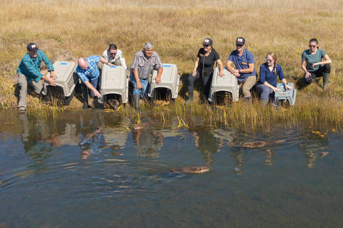 A family of beavers being introduced to their new habitat in Plumas County, California on Oct. 18, 2023. This group of beavers will be the first in 75 years to return to California waters.