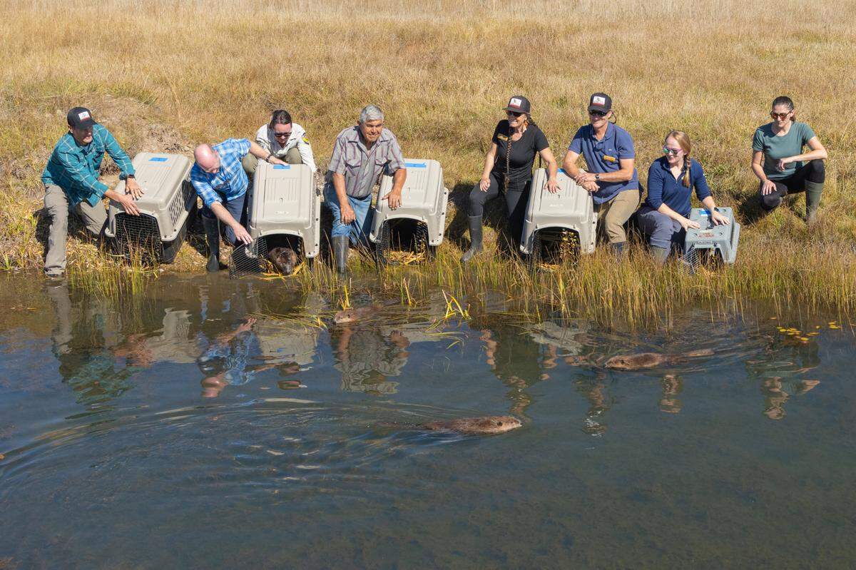 A family of beavers being introduced to their new habitat in Plumas County, California on Oct. 18, 2023. This group of beavers will be the first in 75 years to return to California waters.