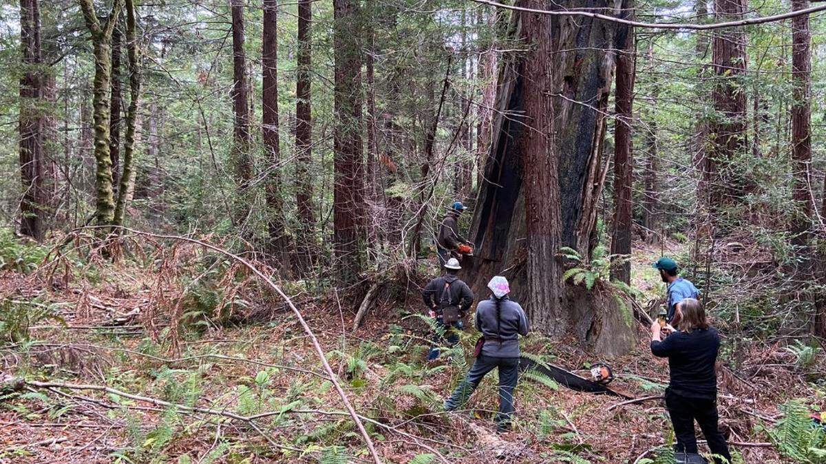 A research team watches as sawyers cut into a leaning redwood tree. Researchers believe the leaning may have been caused by an earthquake.