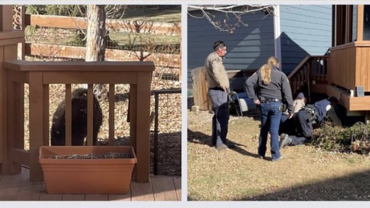 Homeowners returned from Thanksgiving to find a bear living under their deck in Colorado. Wildlife officials relocated the bear to a safer location.
