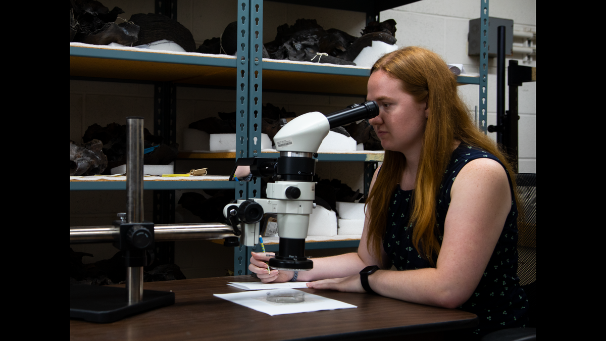 UCLA graduate student Lisa Martinez examining sediment samples from Lake Elsinore, California. The samples revealed the presence of charcoal, providing evidence of wildfires.