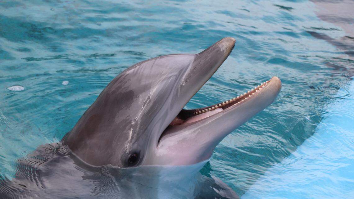 K2, an 11-year-old bottlenose dolphin, is the third dolphin to die in five months at the Mirage Secret Garden and Habitat on the Las Vegas Strip.