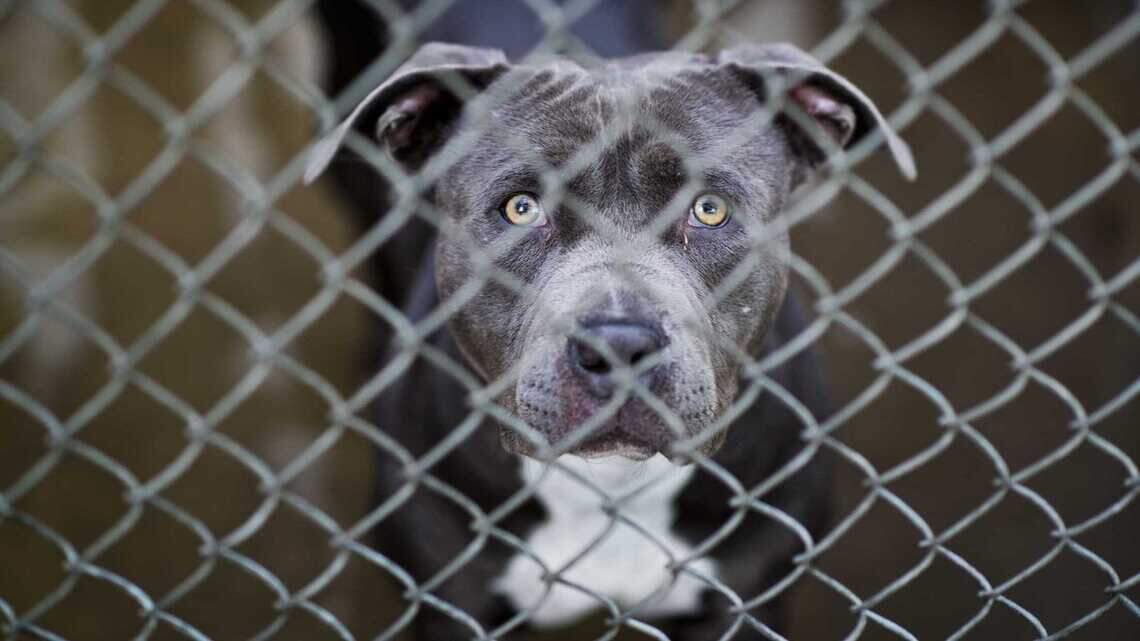 After deadly Kennewick dog mauling, here’s an overview of Tri-Cities pit bull regulations