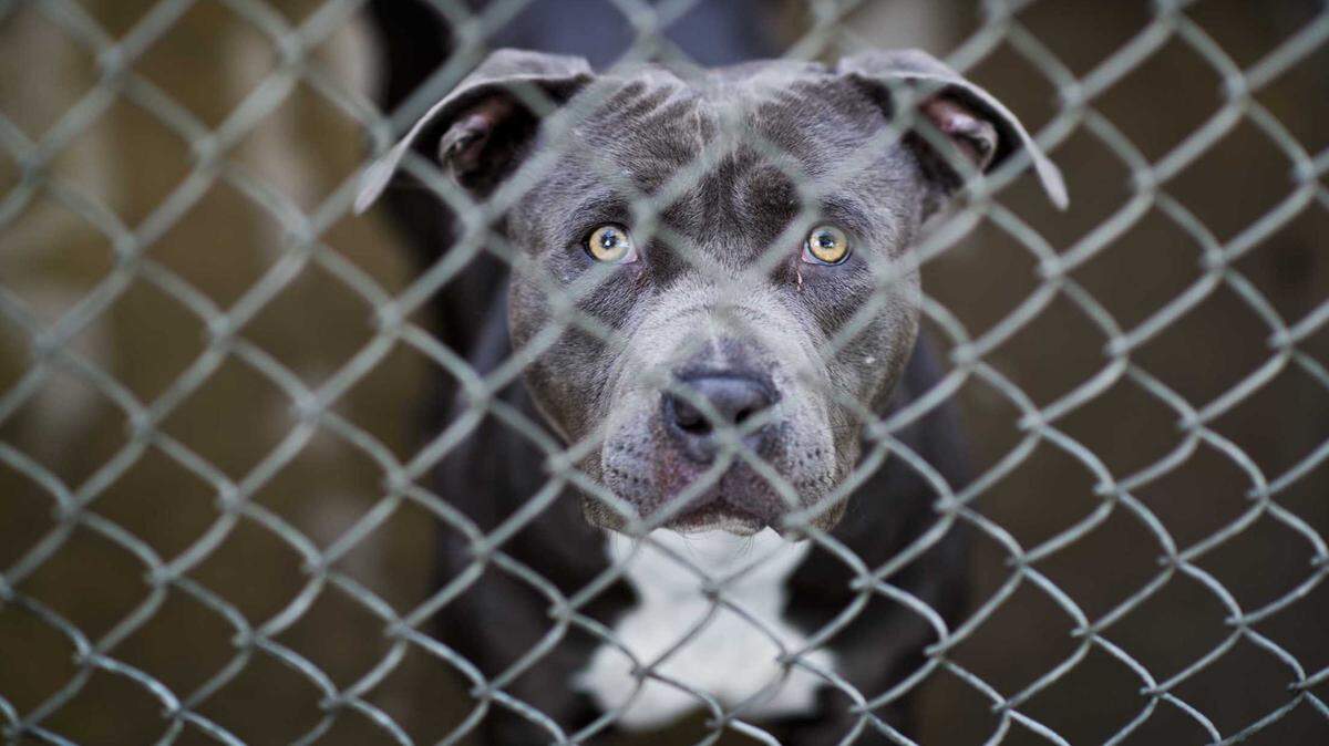 A pit bull waiting to be evaluated at the Front Street Animal Shelter in Sacramento, Calif. Adoption fees are waived through Friday, April 7 because the shelter is overflowing with animals.