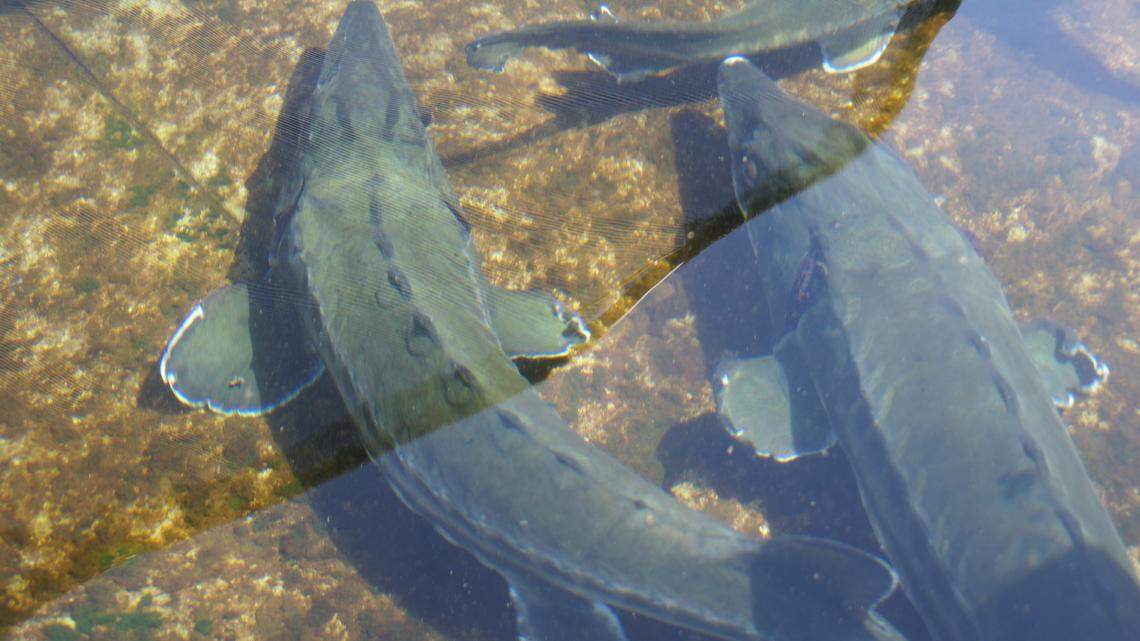 Endangered or threatened native California species, including the green sturgeon, were among the fish that died at the UC Davis’ Center for Aquatic Biology and Aquaculture.