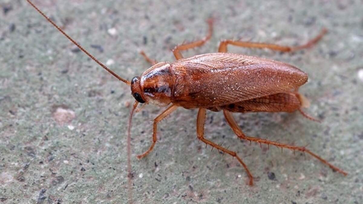 A German cockroach, the most common roach.