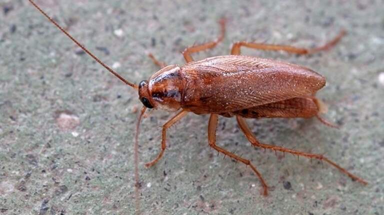 Mystery sludge, roaches by meat, rotting mouse & more at Wichita KS restaurants
