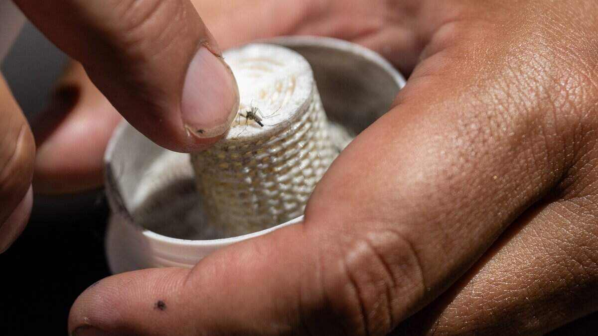 Millions of mosquitos will be released in this Sacramento neighborhood. Here’s why - Sacramento Bee
