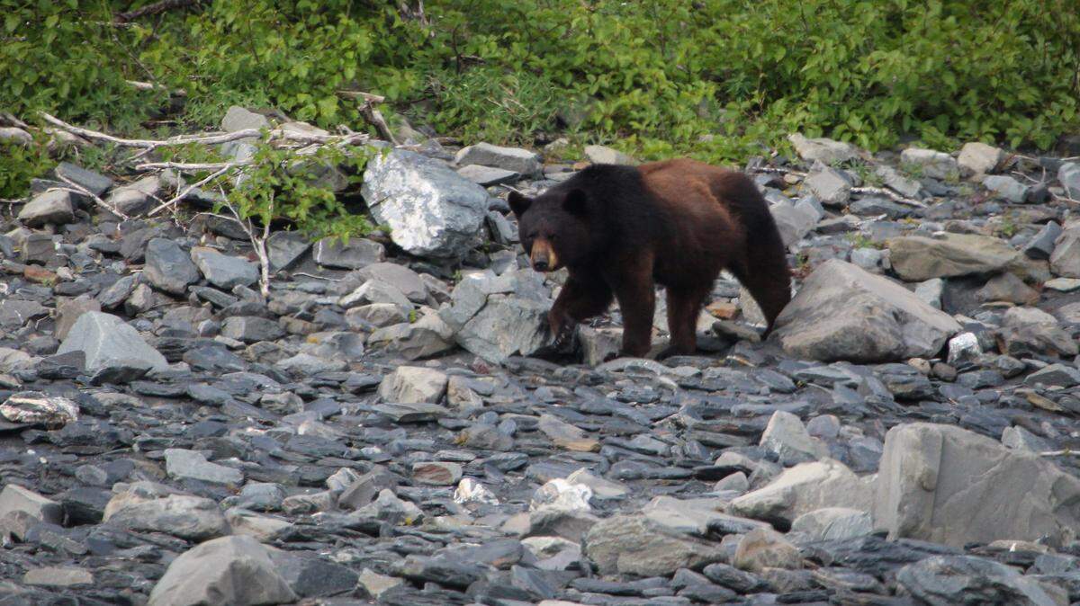 The star of “The Bear Whisperer” is accused of killing a black bear (not in the picture) in Kenai Fjords National Park.