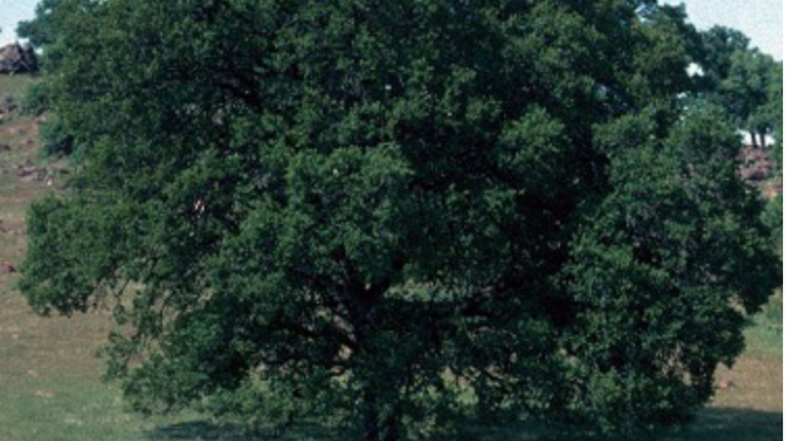 Extreme drought and wildfire in California caused many blue oak trees to lose their tree cover, which helps fuel more fires as climate change raises temperatures. (Credit: US Department of Agriculture)