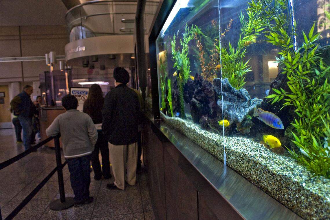 Fish swim in 2010 in a huge tank installed with the intention of calming visitors in the entry of the Sacramento County Main Jail.