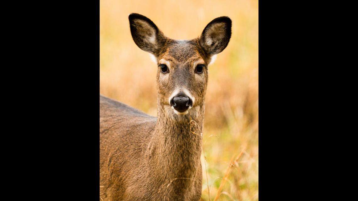 A pregnant doe (not the one pictured) was found dead in February in Washington County, Utah. Wildlife officials are looking for the poacher who illegally killed the animal.