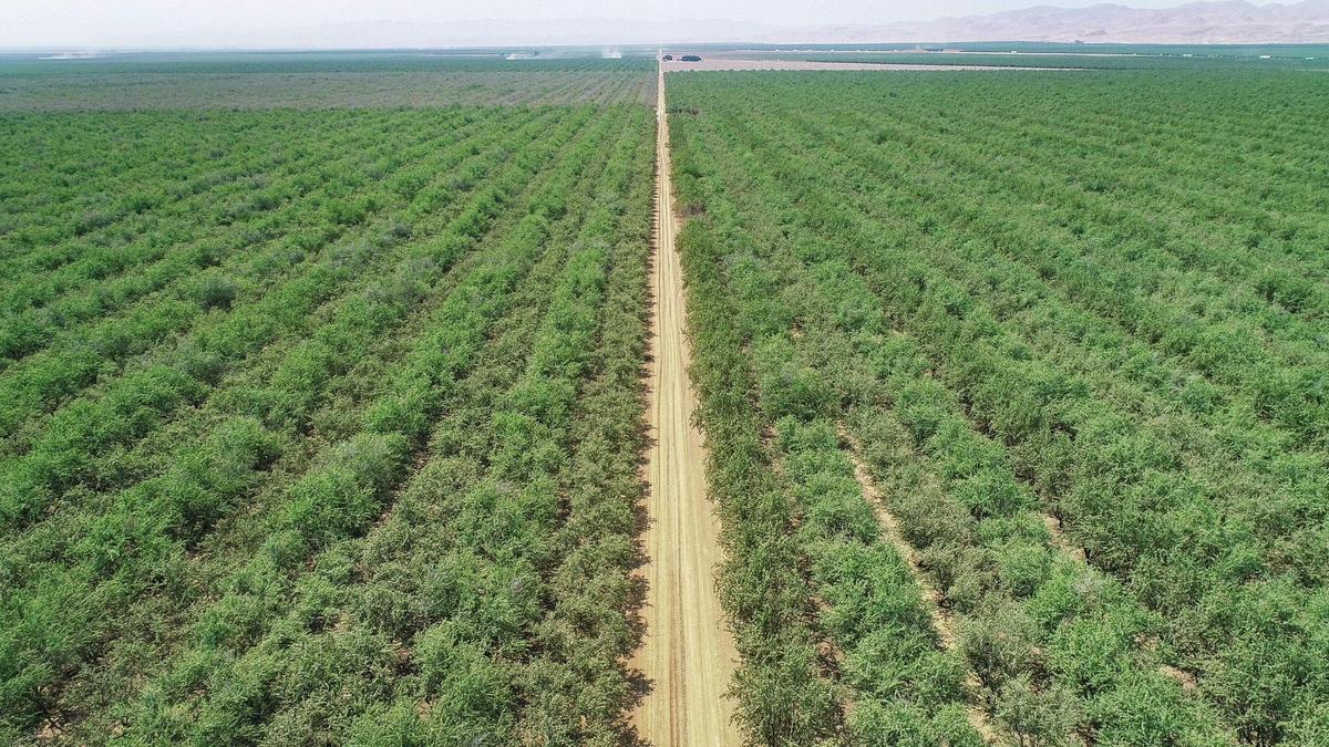 A drone image shows almond trees growing into the distance near the Del Bosque farm in western Fresno County earlier this month. Joe Del Bosque and other almond farmers in the area worry about the high cost of water and smaller water allocations. Some have decided to remove their trees.