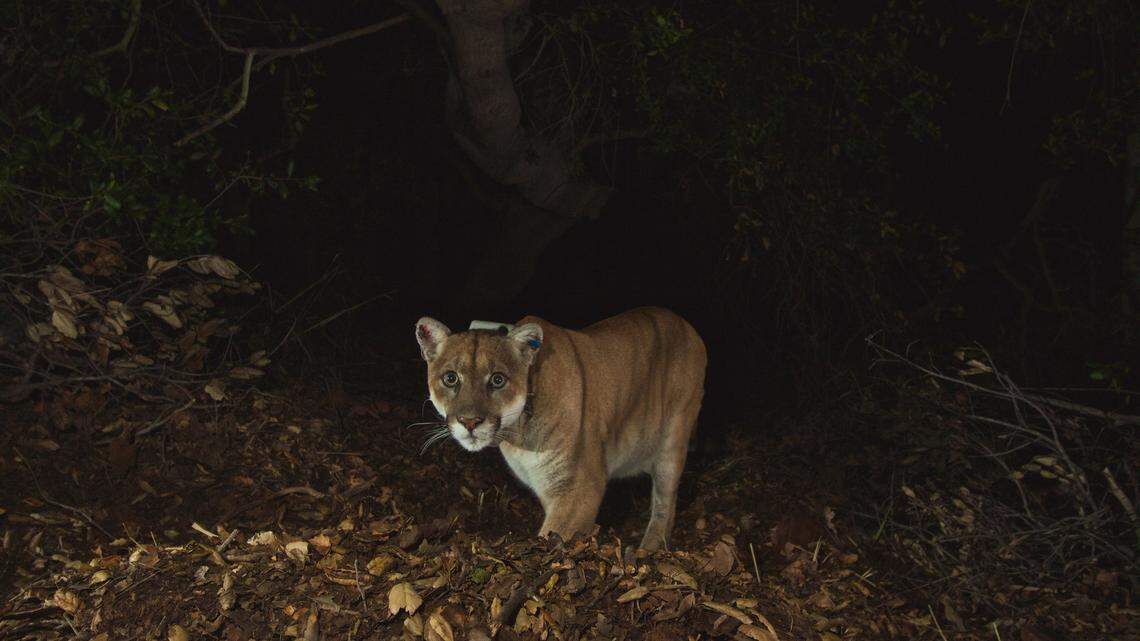 P-22, a mountain lion known for strolling around residential areas of Los Angeles, is the cat responsible for attacking and killing a family chihuahua, officials said.