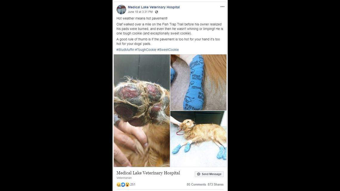 A stoic dog out for a walk in Washington left a mile of bloody paw prints before the owners realized he’d burned his paws on hot pavement, veterinarians say.