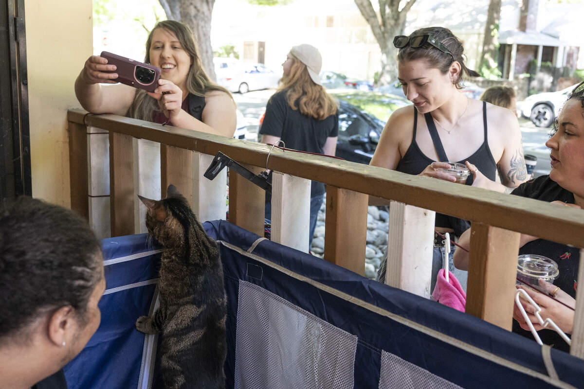 Winnie the cat greets guests stopping by during the NorCal Resist Cat Tour in Sacramento on Sunday, June 7, 2026.