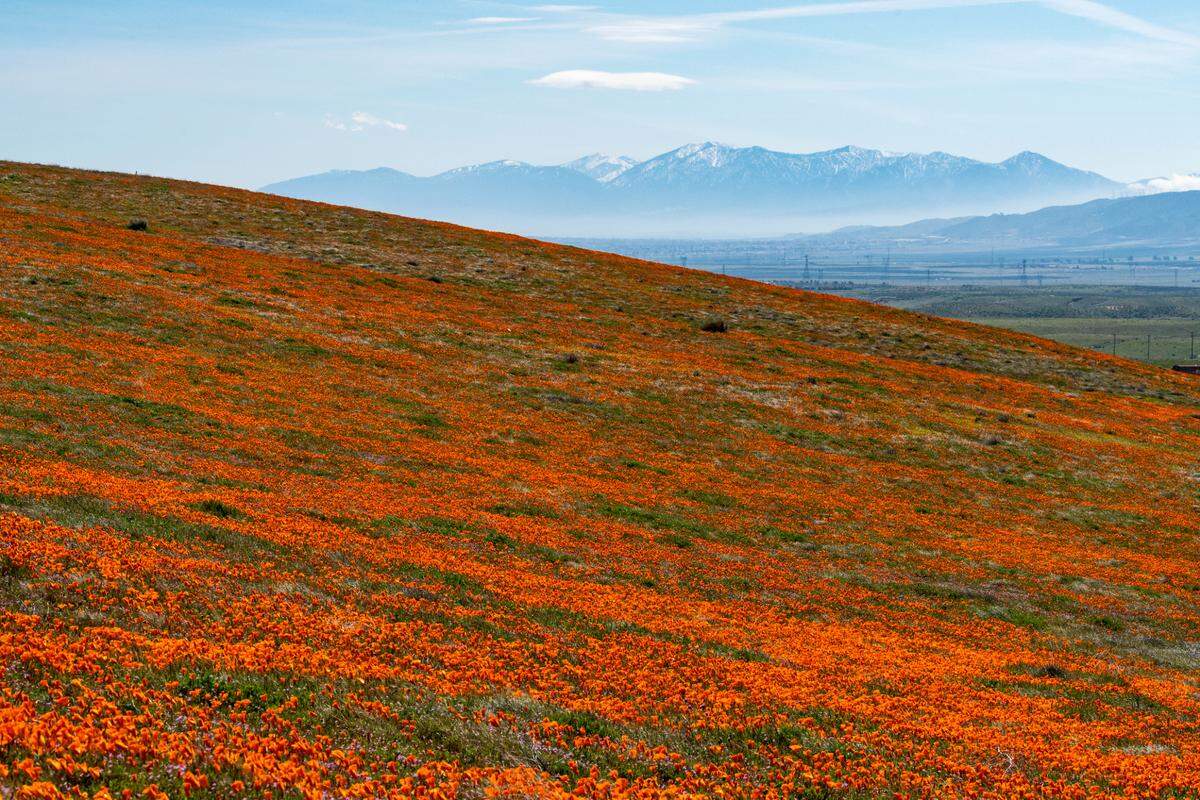 DSC_4224 Antelope Valley Califonia Poppy Nature Reserve © 2019, California State Parks. Photo by Brian Baer