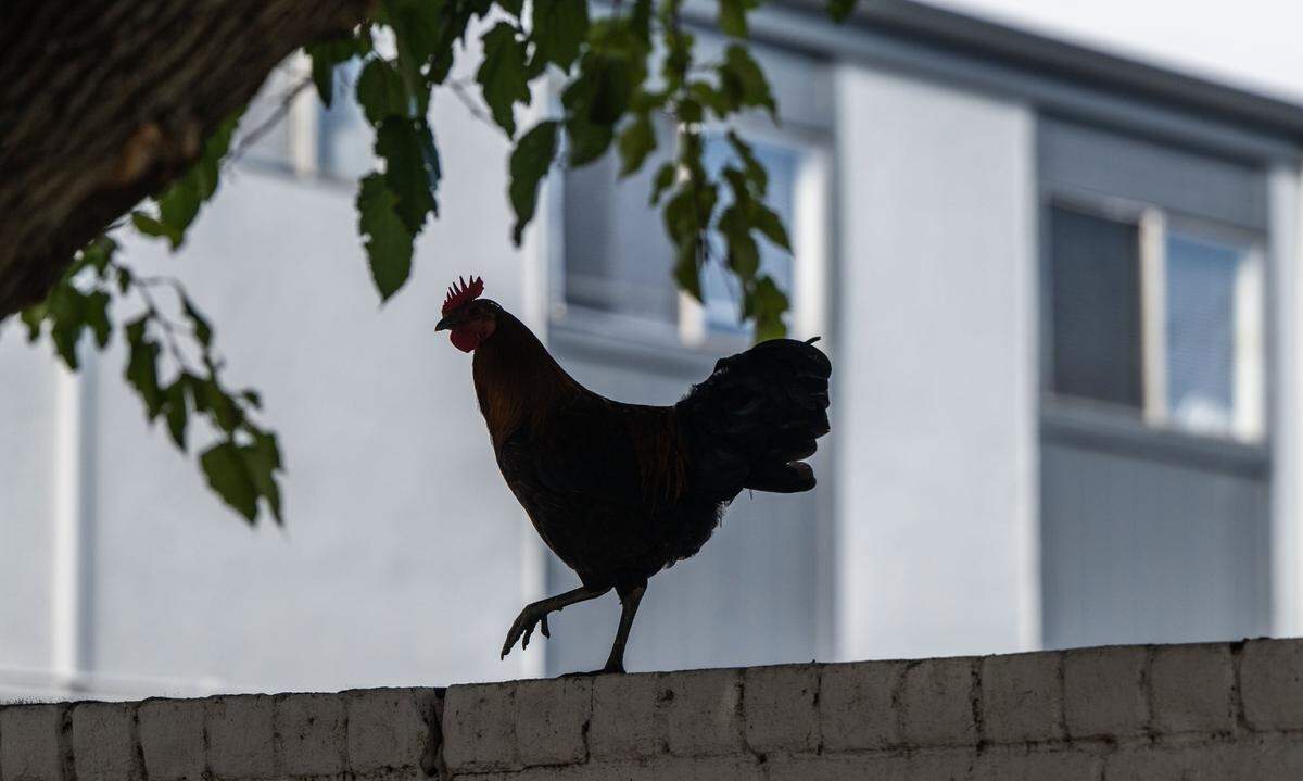 A rooster walks on a wall near an apartment building in Yuba City on Nov. 12.