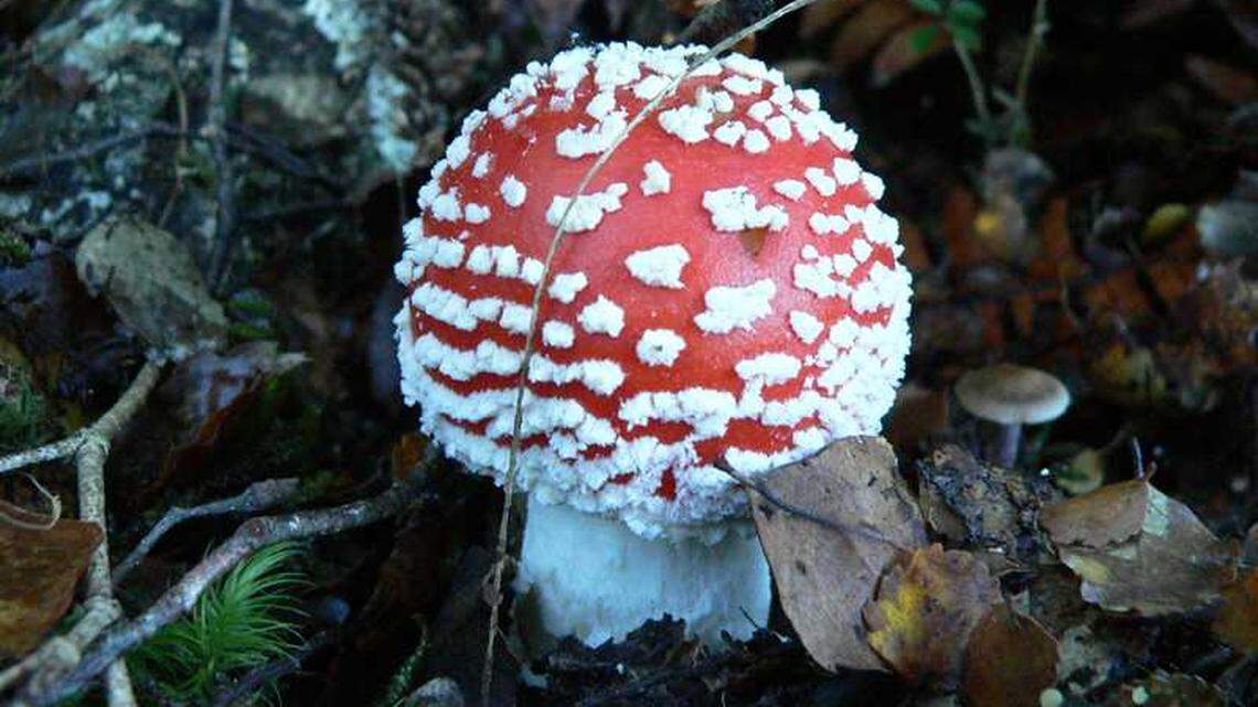They look delightful but California hospital warns against eating these poisonous mushrooms