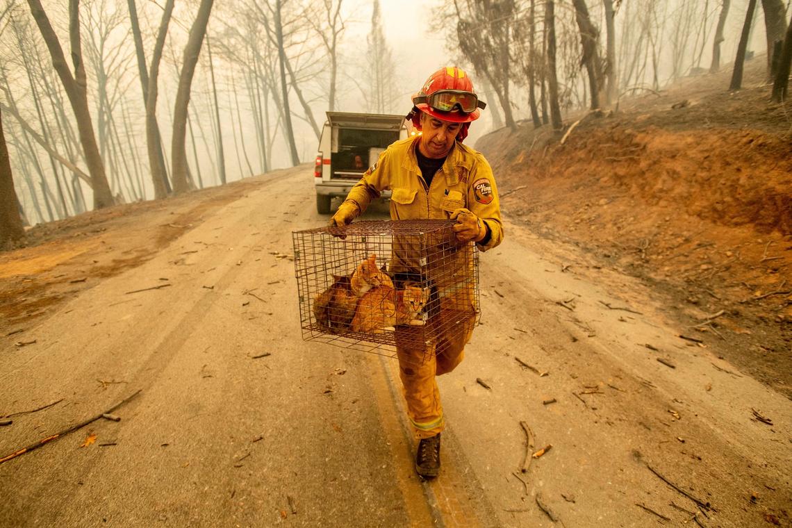 Capt. Steve Millosovich carries a cage of cats while battling the Camp Fire in Big Bend, Calif., on Friday, Nov. 9, 2018. Millosovich said the cage fell from the bed of a pick-up truck as an evacuee drove to safety. (AP Photo/Noah Berger)