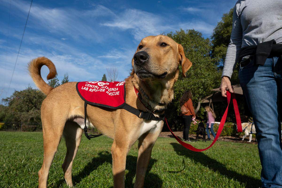 Greer, a one-year old yellow lab mix, is socialized with other dogs at a gathering in Granite Bay on Nov. 22. He’s among the rescued labs being fostered and cared for by one of the 75 volunteers with the Central California Lab Retriever Rescue.