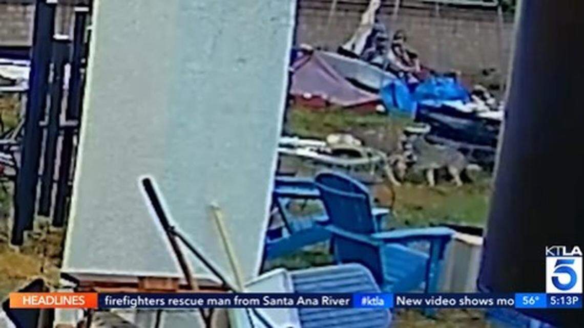 Coyotes attacked and killed two family dogs in a Granada Hills backyard, a California family’s video shows.