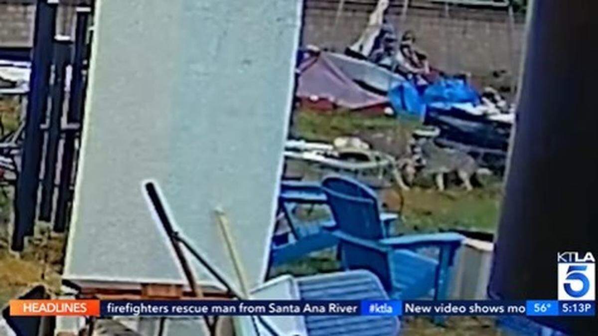 Coyotes attacked and killed two family dogs in a Granada Hills backyard, a California family’s video shows.