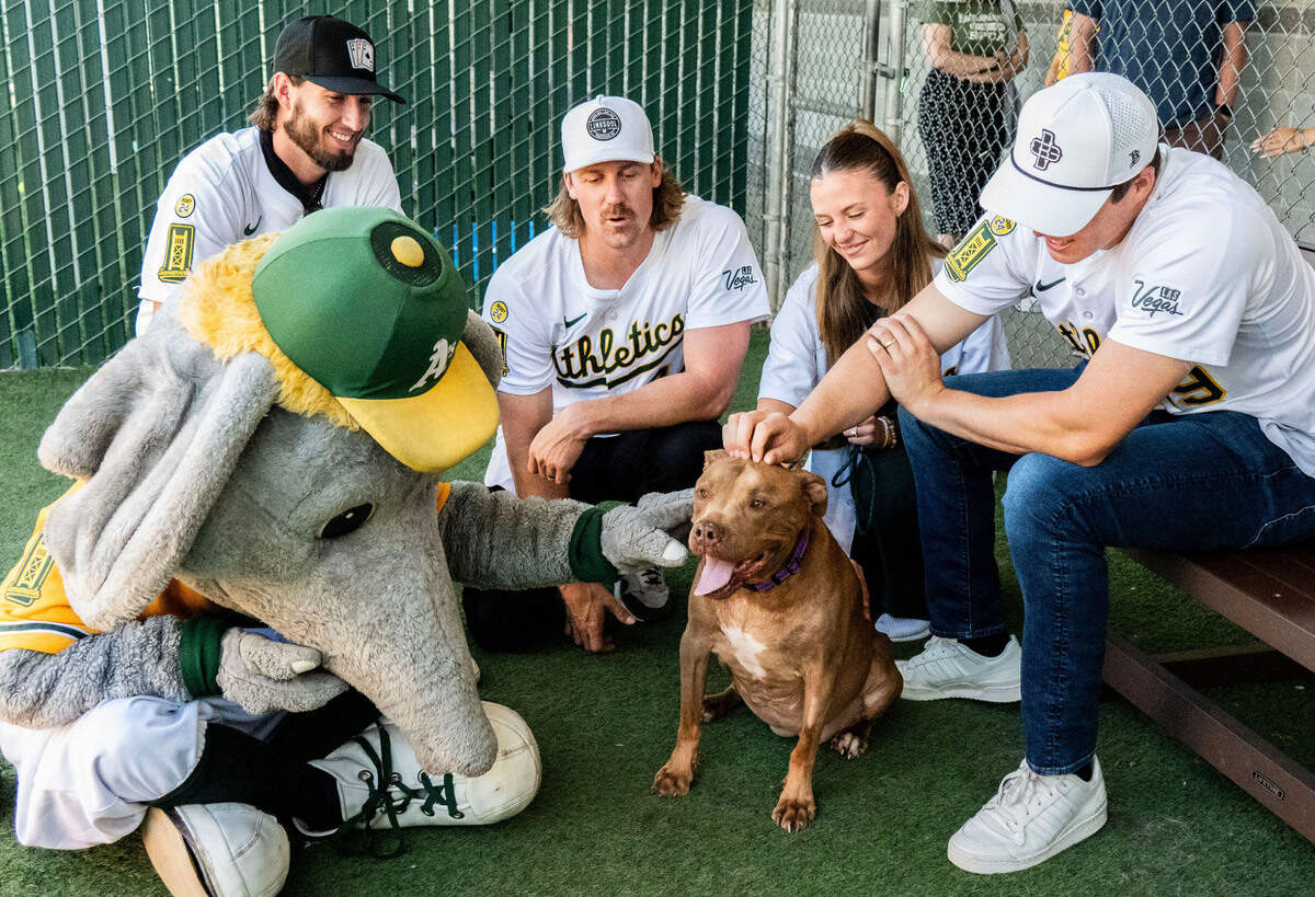 Coco, who is up for adoption at the Sacramento SPCA, receives attention from Athletics mascot Stomper, along with players Mitch Spence, left, Tyler Ferguson, center, and Mason Miller and Miller’s wife Jordan during a visit to the facility on Florin Perkins Road on Wednesday.