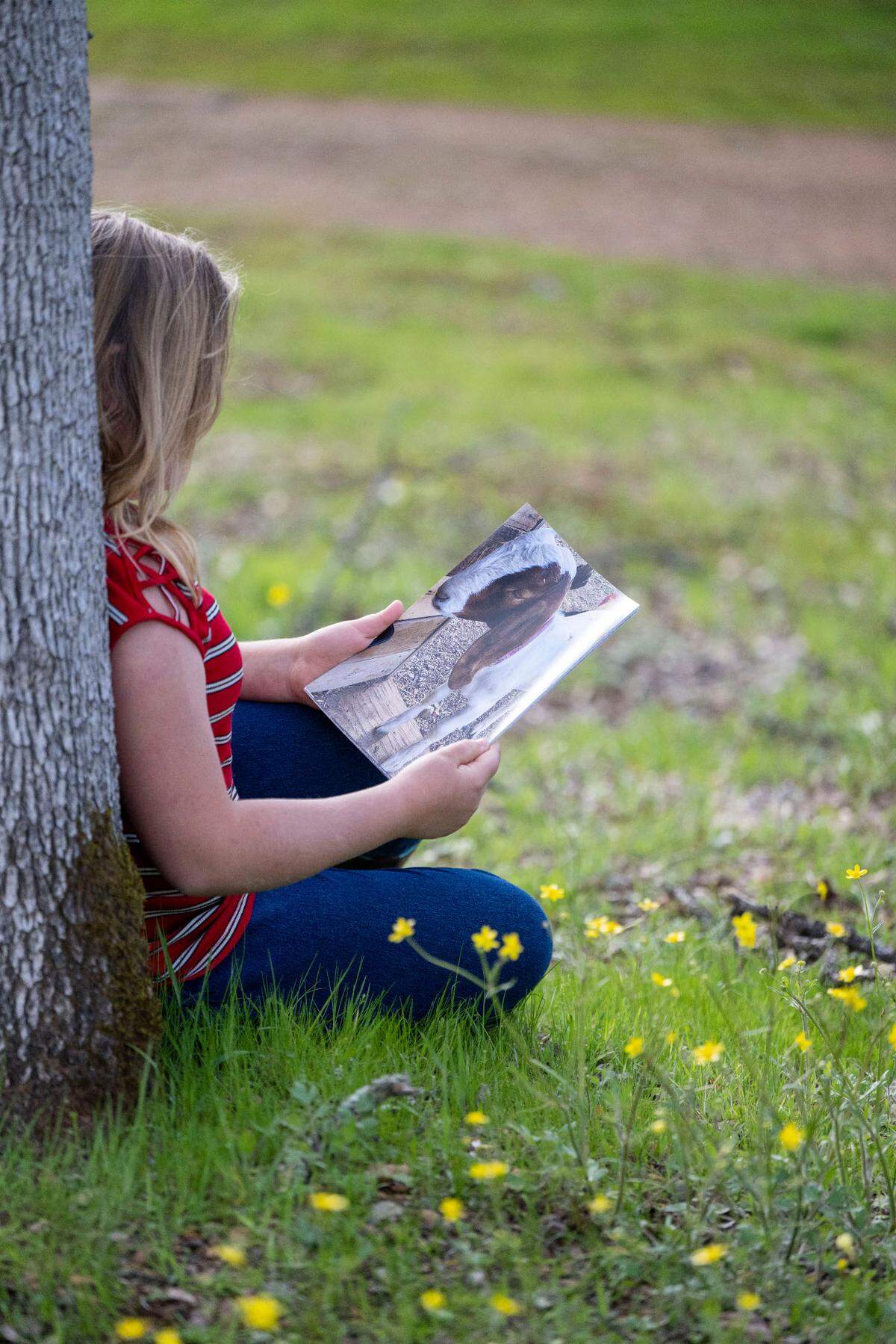 Cedar the goat’s 10-year old owner looks at his photo while sitting in the grass at Minder Park in Redding on Saturday, March 25, 2023. She and her mom, Jessica Long, tried to rescue him from slaughter and took him from a Shasta County fair. Officials went to great lengths to retrieve him.