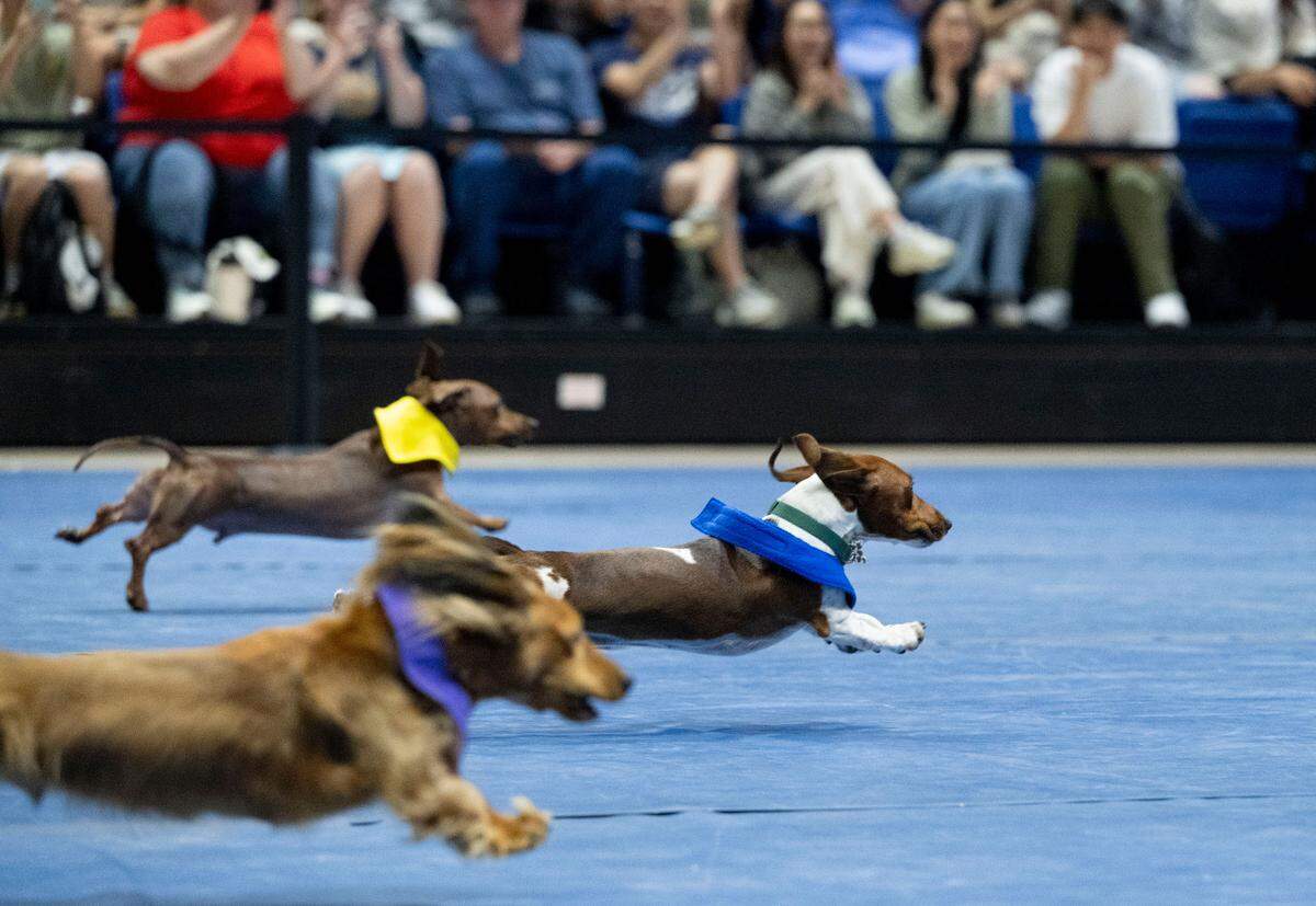 Dachshunds race to the finish line during the Doxie Derby at UC Davis’ Picnic Day on Saturday, April 20, 2024. The derby is hosted by the UC Davis School of Veterinary Medicine.
