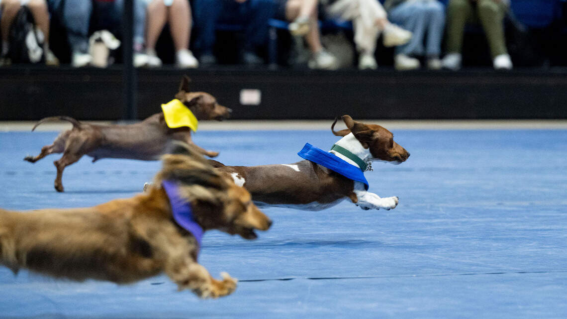 Music, tours, tacos and ... cockroach races? Something for everyone at UC Davis’ 110th Picnic Day