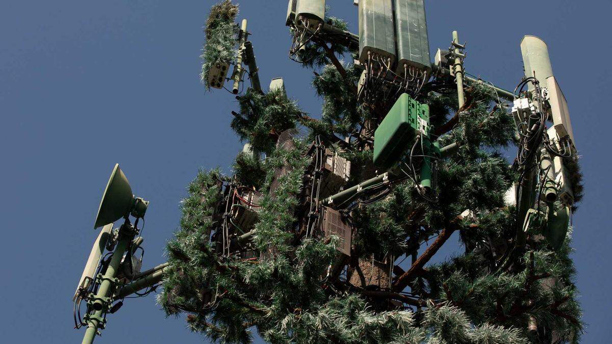 A cell tower disguised as a tree, similar to one proposed by Verizon in Grass Valley, where Nevada County officials denied a permit. The company has filed a federal lawsuit challenging the decision.