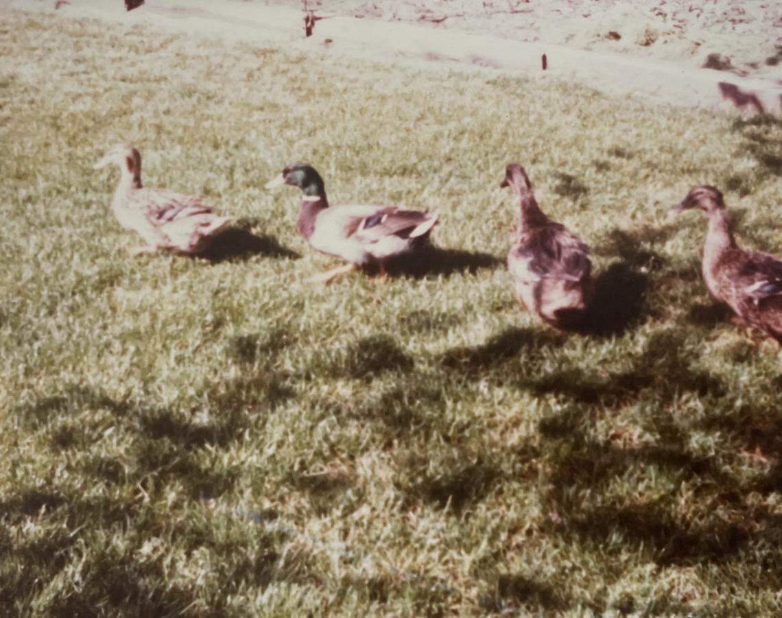 Bunny Stevens’ ducks.