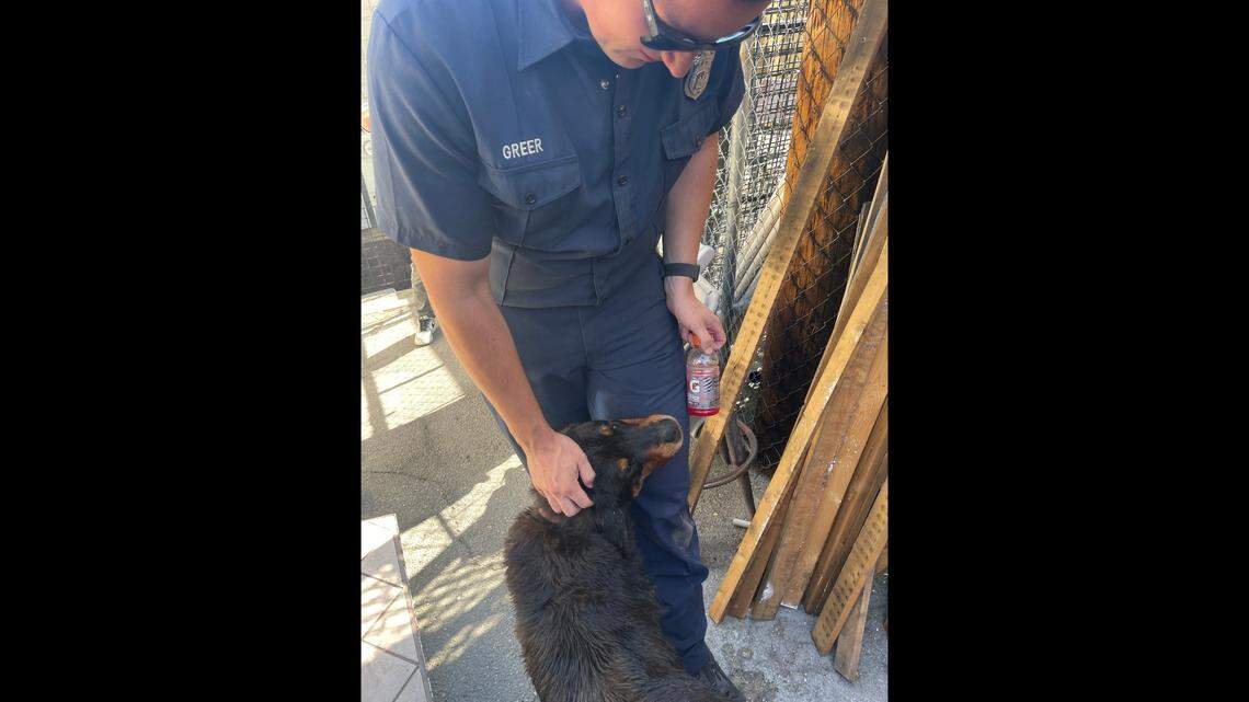 The scroungy-looking pup making rounds for pets after its rescue.