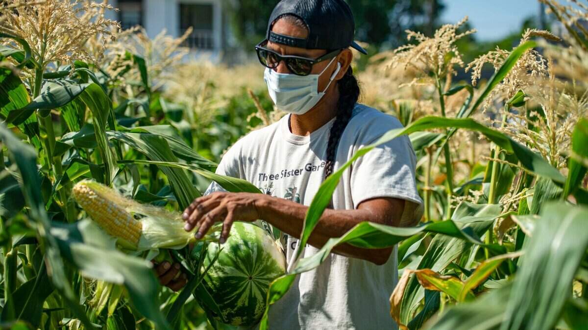 Three Sisters Farm founder Alfred Melbourne examines an ear of corn on one of his four urban farms in West Sacramento on Saturday, July 18, 2020. His produce is part of the "farm-to-school" movement making its way through the Sacramento region and California