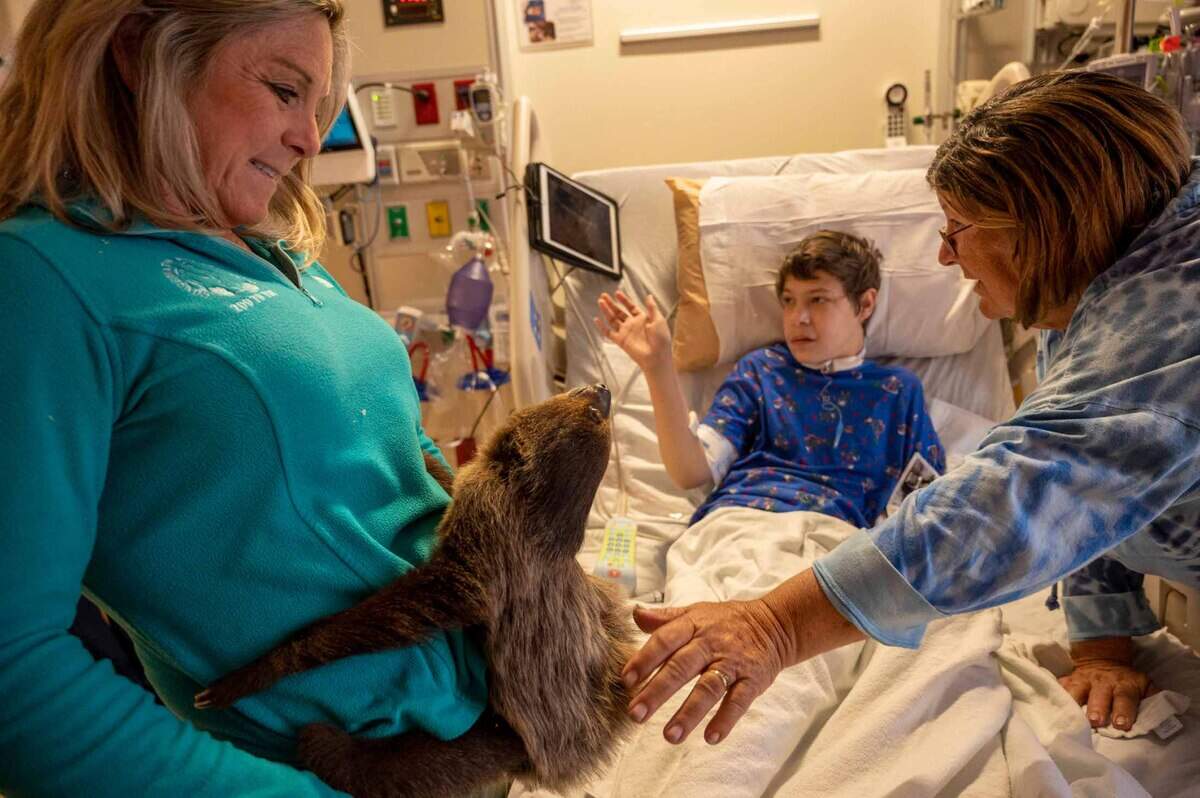 Antonio Alba-Miller gets a view of rescues animals from his hospital bed as his grandma Laura Davis pets a sloth named Edward Scissor Hands on Wednesday, May 24, 2023. SeaWorld San Diego provided the experience for young patients at Sutter Children’s Center by bringing rescued and rehabilitated animals to the hospital.